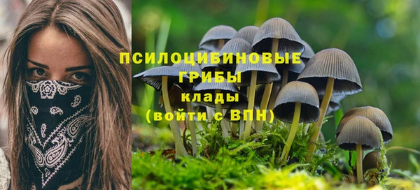 прущие грибы Абаза